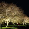 夜の花道