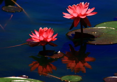 水面に浮かぶ花