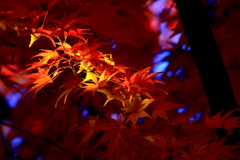 山紅葉
