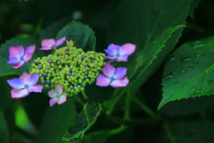 紫陽花の詩