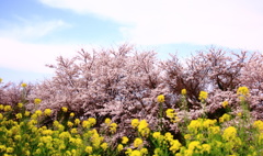 季節の風景