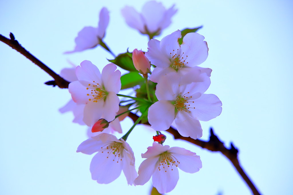 春の香り