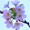 春の香り