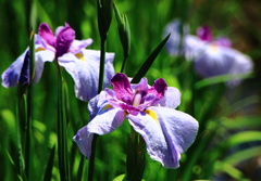 花菖蒲