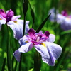 花菖蒲