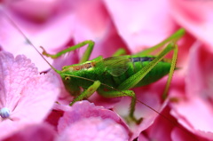 初夏の薫り