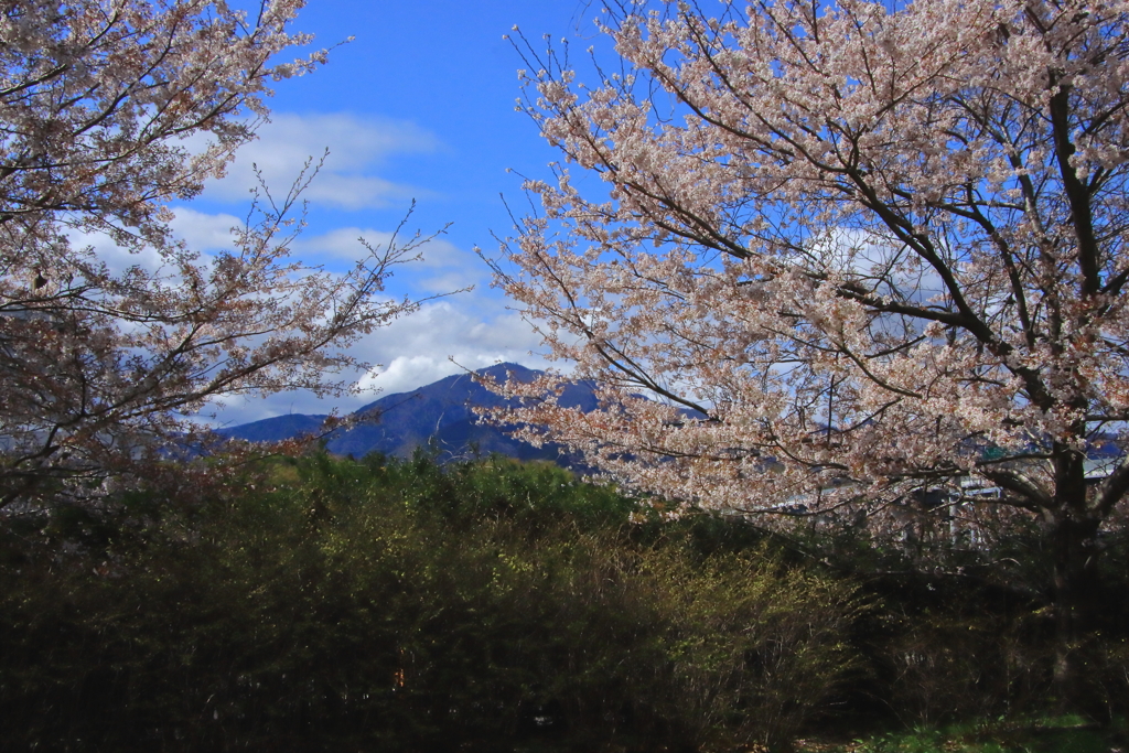 春の訪れ