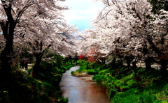 新名庄川沿いの桜並木