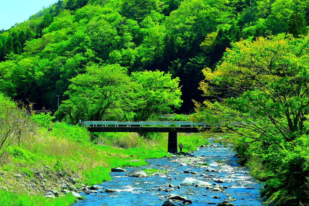 新緑の川辺