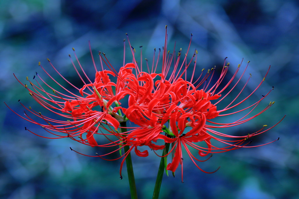 想い出の花