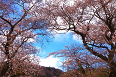 春景