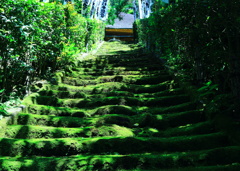 苔の階段