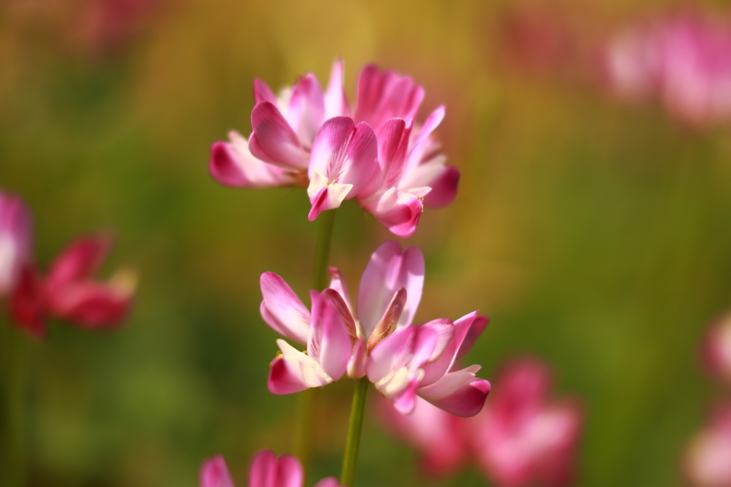 れんげの花