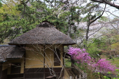 草庵の春 草庵の春