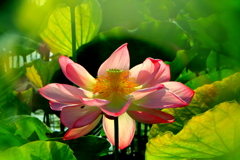 救いの花