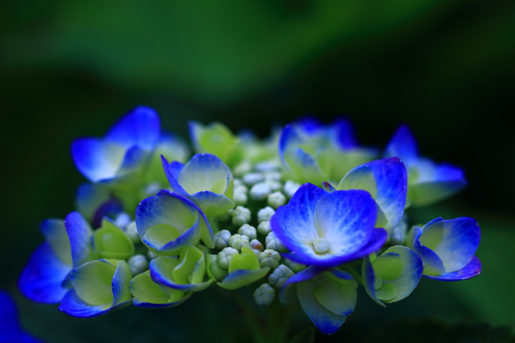 すずしげに咲く花