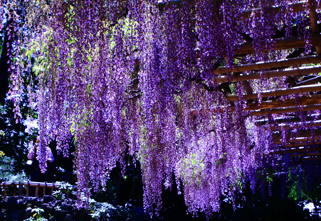 樹齢1200年の花