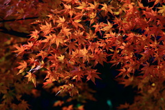 秋模様