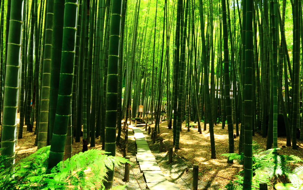 竹林の彩