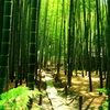 竹林の彩