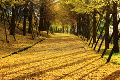 黄葉の園路