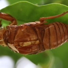 夏が過ぎ・・・