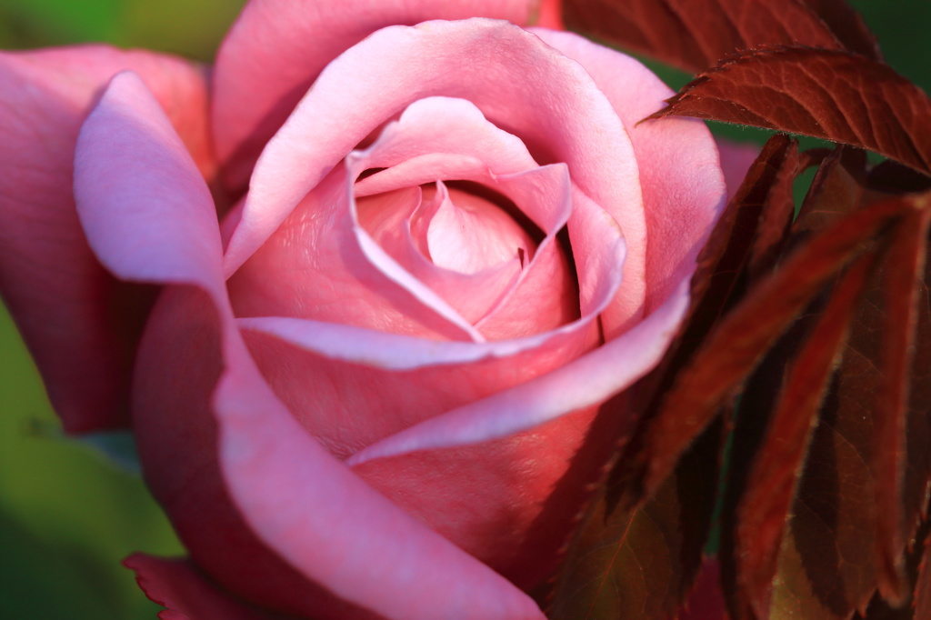 秋の薔薇