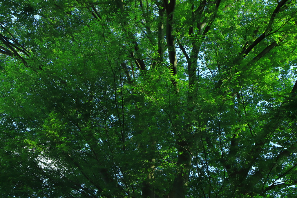 緑の陰