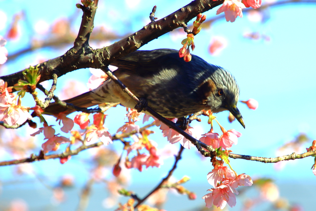 春の足音