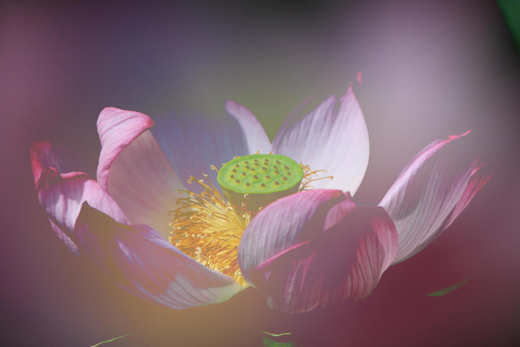 花の煌き