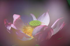 花の煌き