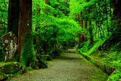 緑陰の古道