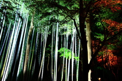 竹林の調べ