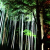 竹林の調べ