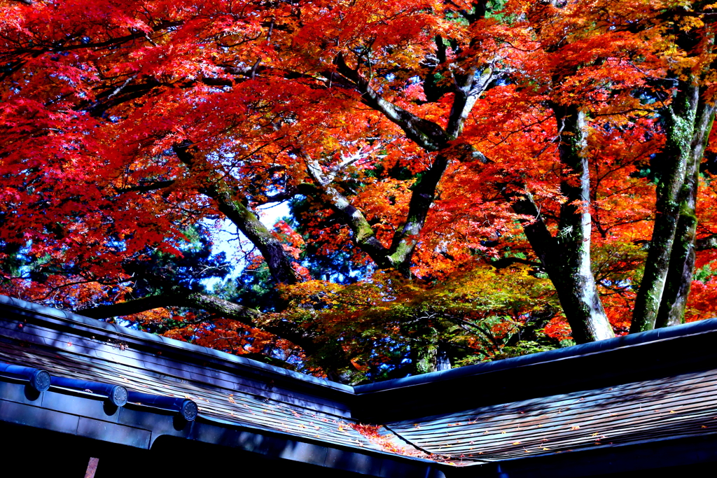 名木紅葉