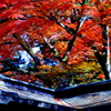 名木紅葉