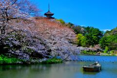 春の三渓園