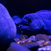 aquarium