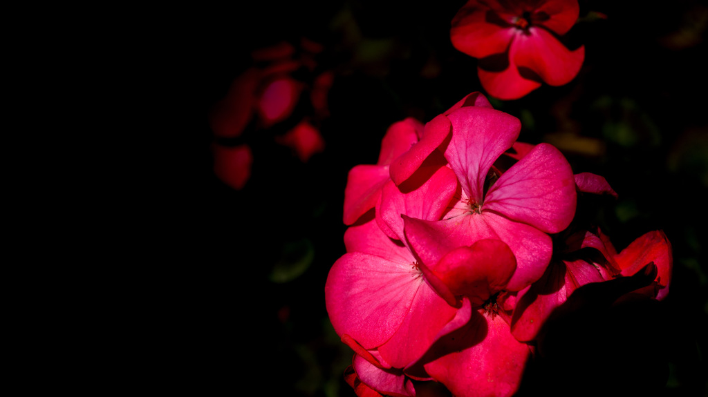 Flower in the dark.