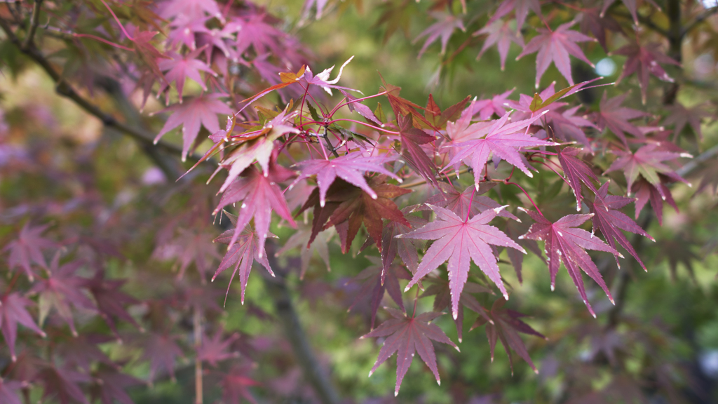 白鳥庭園 V