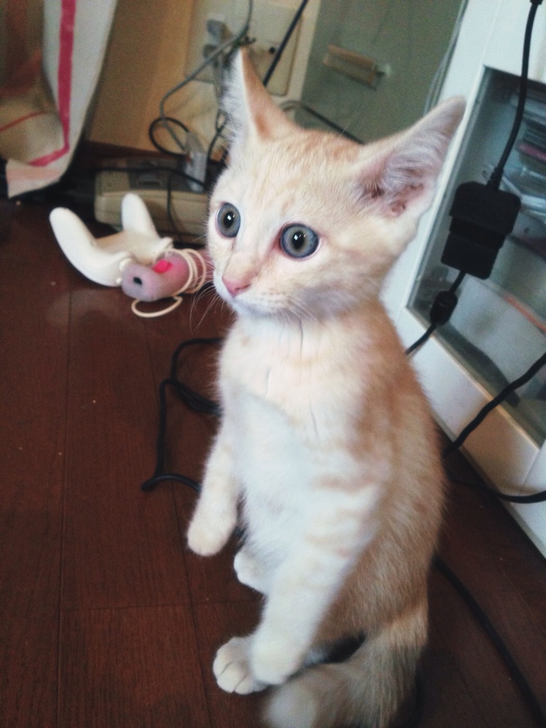 にょき