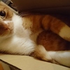 キキ
