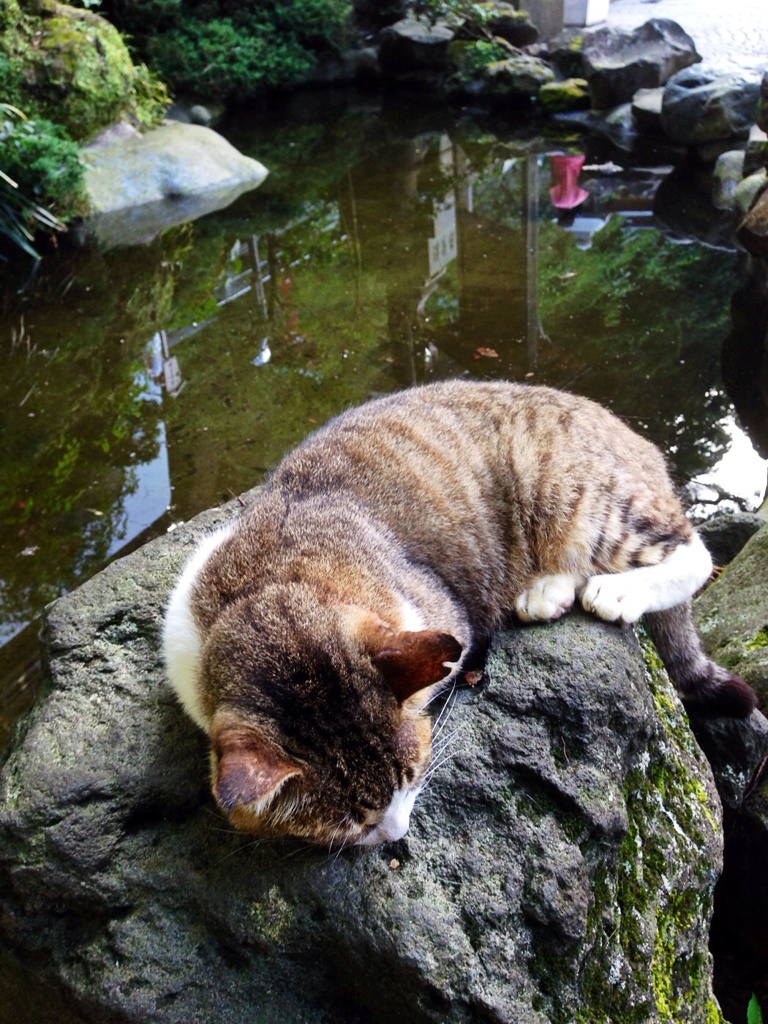江ノ島ネコ