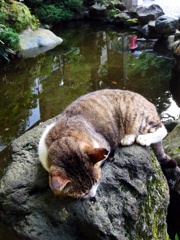 江ノ島ネコ