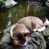江ノ島ネコ