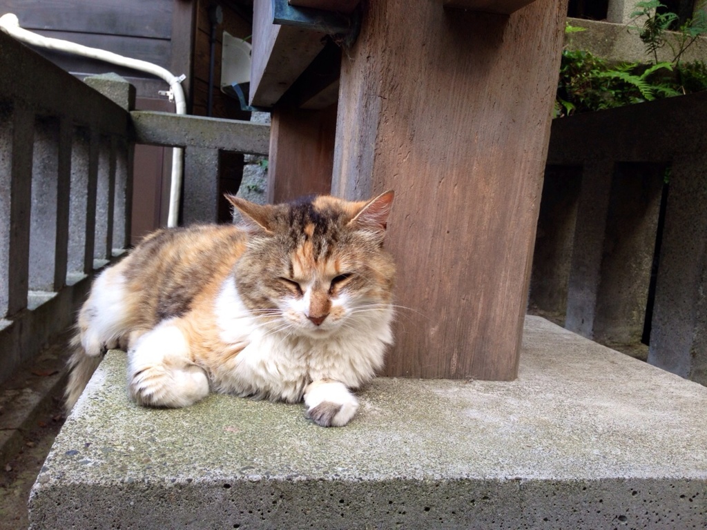 江ノ島ネコ