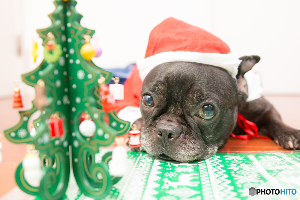 クリスマスが待ち遠しい