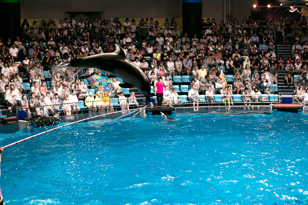 イルカショー