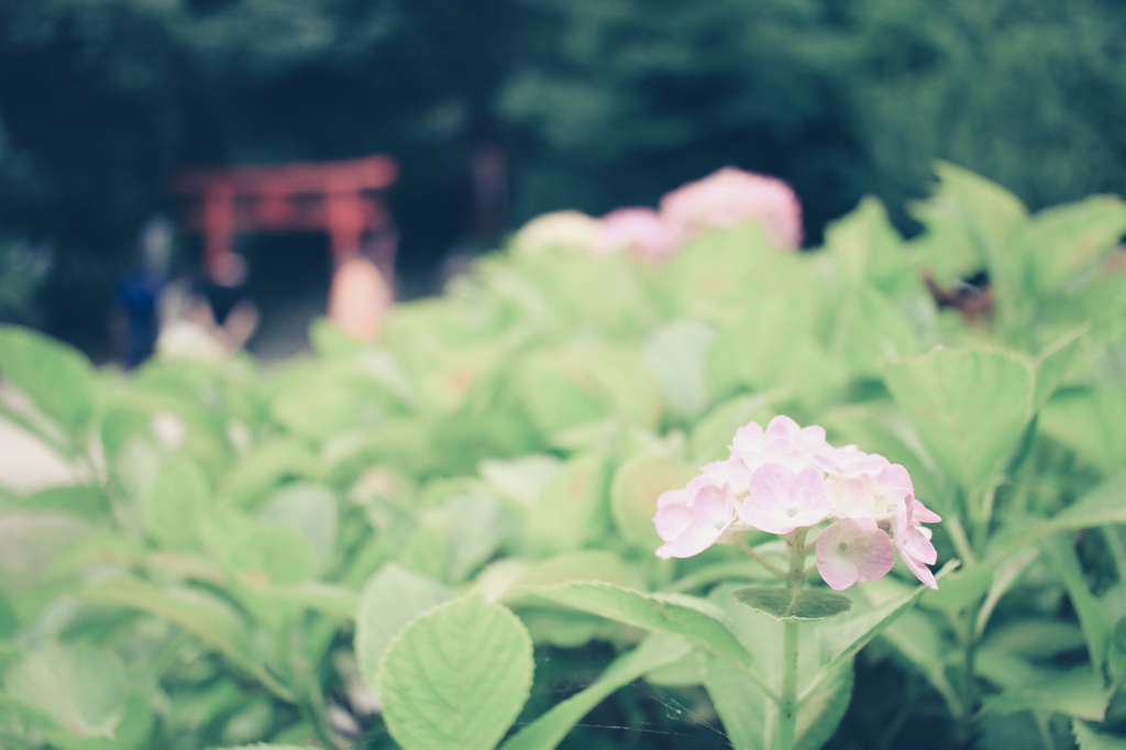 紫陽花〜日向に咲く〜