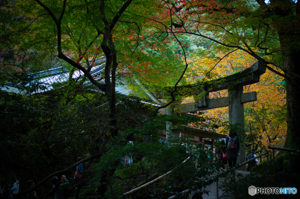 紅葉にはまだ早かった。。